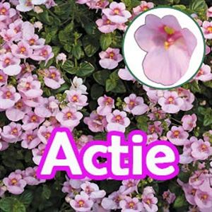 Bild von Diascia P12 "Actie" Light Pink